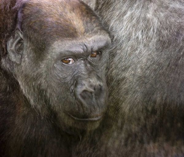 USA,Washington,Seattle Close-up of a gorilla
